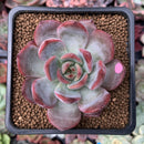 Echeveria Agavoides 'Glam Pink' 2" Succulent Plant