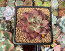 Echeveria Agavoides 'Sirius' 3” Succulent Plant