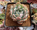 Echeveria 'Orange Monroe' 2"-3" Succulent Plant