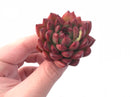 Echeveria Agavoides Sp 1”-2” Rare Succulent Plant