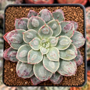 Echeveria 'White Galaxy' New Raindrop Hybrid 3" Succulent Plant