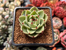 Echeveria Agavoides 'Blue Dragon' 2" Succulent Plant