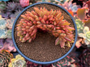 Echeveria Agavoides 'Maria' Crested 4" Succulent Plant
