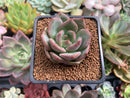 Echeveria 'Champaign' 1" Succulent Plant
