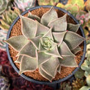 Echeveria Agavoides 'Gazelle' 4" Succulent Plant