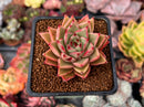 Echeveria 'Cello' 2" Succulent Plant