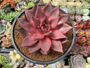 Echeveria Agavoides 'Romeo' 5" Succulent Plant