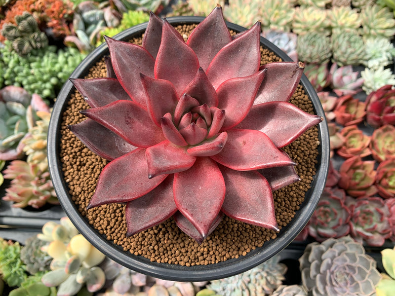succulent romeo Echeveria Agavoides 'Romeo' 5" Succulent Plant