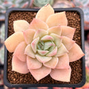 Echeveria 'Fun Queen' 2" Succulent Plant