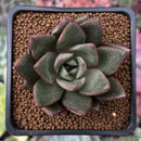 Echeveria 'Snowy' 1" Succulent Plant