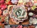 Echeveria 'Ice Cream' 2"-3" Succulent Plant