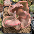 Echeveria 'Golden State' Variegated 3" Succulent Plant
