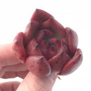 Echeveria Agavoides Red Maria Selected Clone 1”-2” Rare Succulent Plant