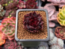 Echeveria Agavoides 'Nike' 1" Succulent Plant