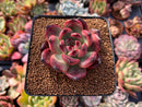 Echeveria Agavoides 'Tim' 3" Succulent Plant