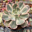 Echeveria 'Secunda' Variegated 4" Succulent Plant