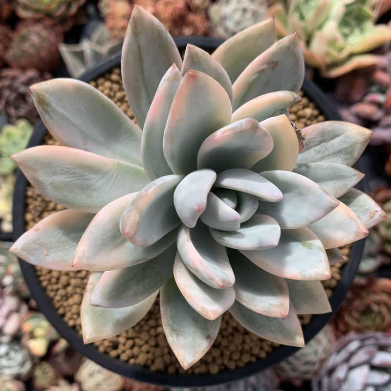 pachyveria powder puff succulent Pachyveria 'Simonasa' Variegated 4