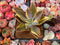 Graptoveria 'Fred Ives' Variegated 3" Large Succulent Plant