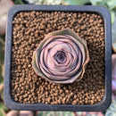 Greenovia 'El Hiero' 1" Succulent Plant