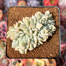 Echeveria 'Monroe' Crested 3" Succulent Plant