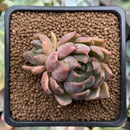 Echeveria Agavoides 'Magic Plot' 2" Succulent Plant