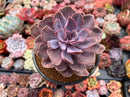 Echeveria 'Perle von Nurnberg' Variegated 5" Succulent Plant