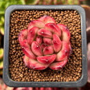 Echeveria Agavoides 'Tim' 1" Succulent Plant