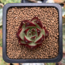 Echeveria Agavoides 'Jelly Cassiopeia' 1" Succulent Plant