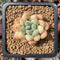 Echeveria 'Pink Ping Pong' New Hybrid 1" Succulent Plant
