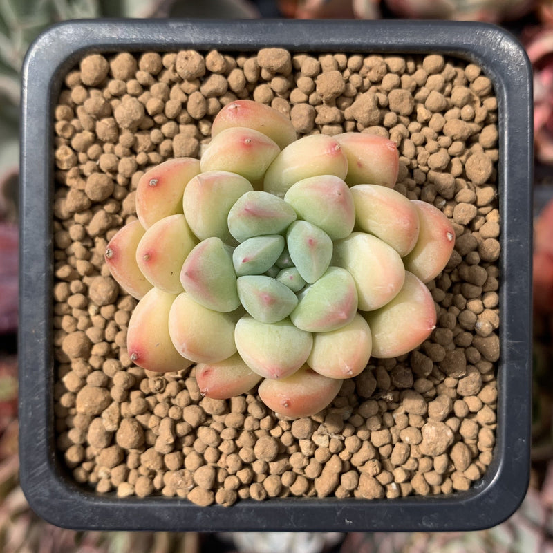 ping succulent Echeveria 'Pink Ping Pong' New Hybrid 1" Succulent Plant – True Succulents  Plant Co