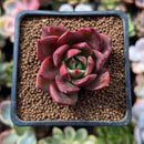 Echeveria Agavoides sp. 2" Succulent Plant