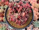 Echeveria 'Rezry' 6" Cluster Succulent Plant