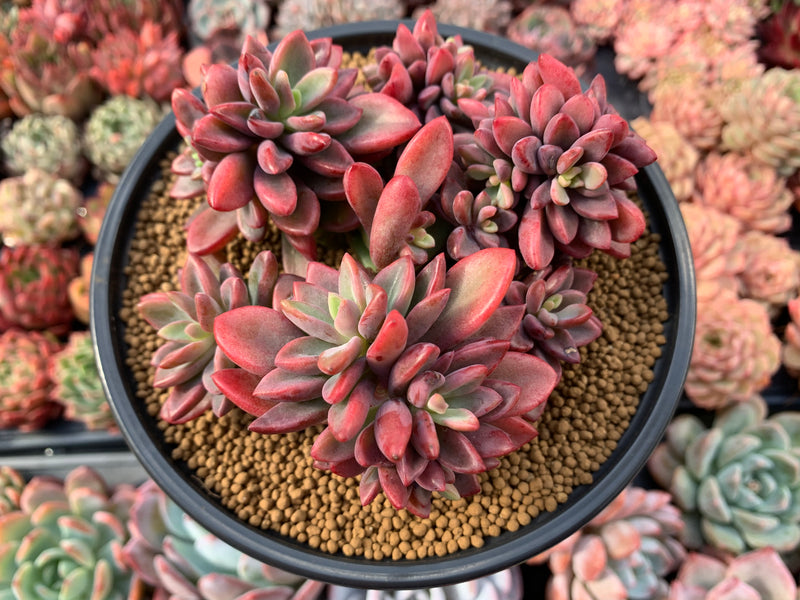 succulents ri Echeveria 'Rezry' 6" Cluster Succulent Plant – True Succulents Plant Co