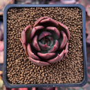 Echeveria Agavoides 'Cinnamon' 1" Succulent Plant