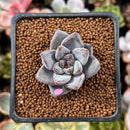 Echeveria 'Tremolo' 1" Succulent Plant