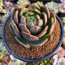 Echeveria 'Monro Chanel' 4" Unique Form Succulent Plant