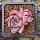 Echeveria 'Lilacina' x 'Rubin' Hybrid 1" Succulent Plant