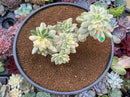 Echeveria 'Minibelle' Variegated Cluster 4"-5" Succulent Plant