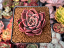 Echeveria Agavoides 'Black Tetra' 2" Succulent Plant