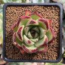 Echeveria Agavoides 'Ebony' Hybrid' 2" Succulent Plant