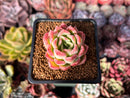 Echeveria Hybrid sp. 1"-2" Succulent Plant