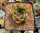 Echeveria Agavoides 'Ebony' 3" Succulent Plant