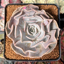 Echeveria 'Pollux' 3" Succulent Plant