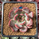 Echeveria 'Glam Pink 1"-2" Succulent Plant
