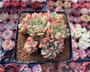 Echeveria Agavoides 'Rajoya' 3" Crested Cluster Succulent Plant