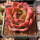 Echeveria 'Sharman' 2" Succulent Plant