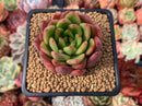 Echeveria Agavoides 'Ferrari' 2" Succulent Plant
