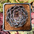 Echeveria 'Black Cave' 2" New Air Magic Hybrid Succulent Plant