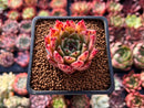 Echeveria Agavoides 'Sarabony' 1" Selected Clone Succulent Plant