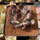 Echeveria Agavoides 'Red Bell' 2" Succulent Plant